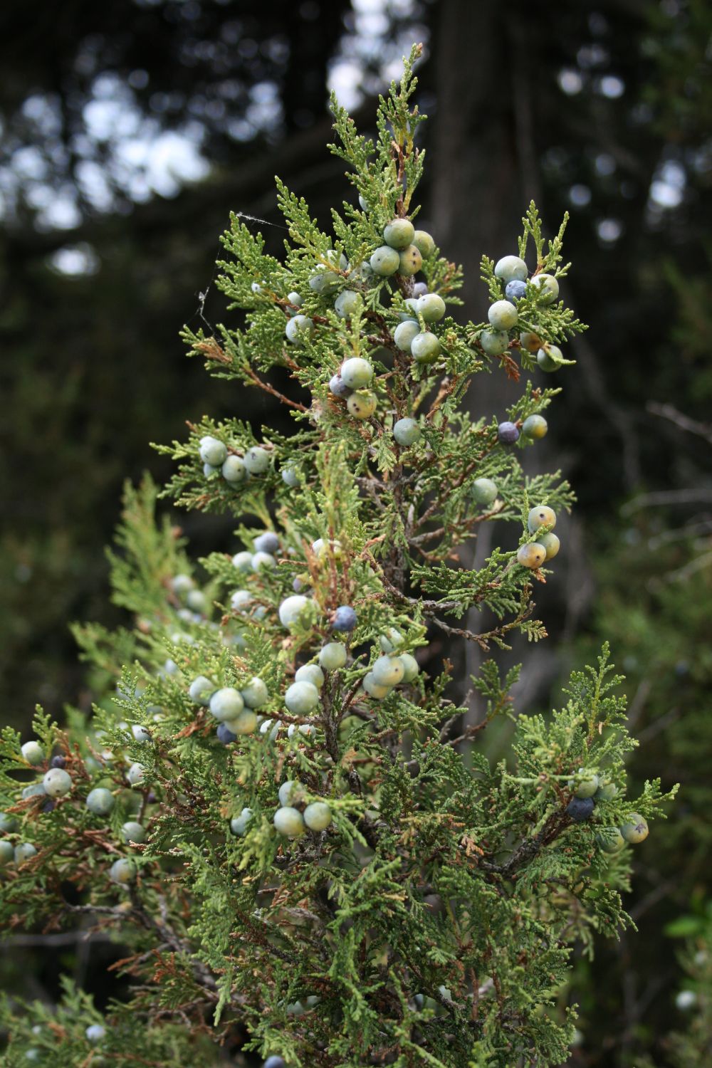 Greek juniper